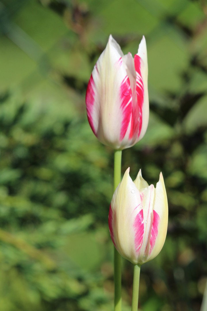 tulip