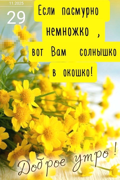 Pollen, tanacetum壁纸