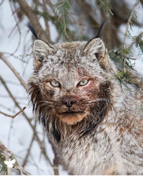 тапети snout, wildlife