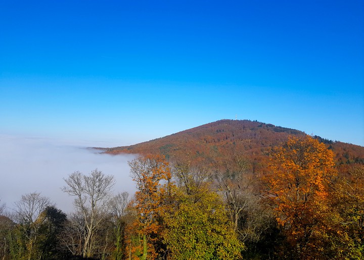 Herbstwald im Nebel