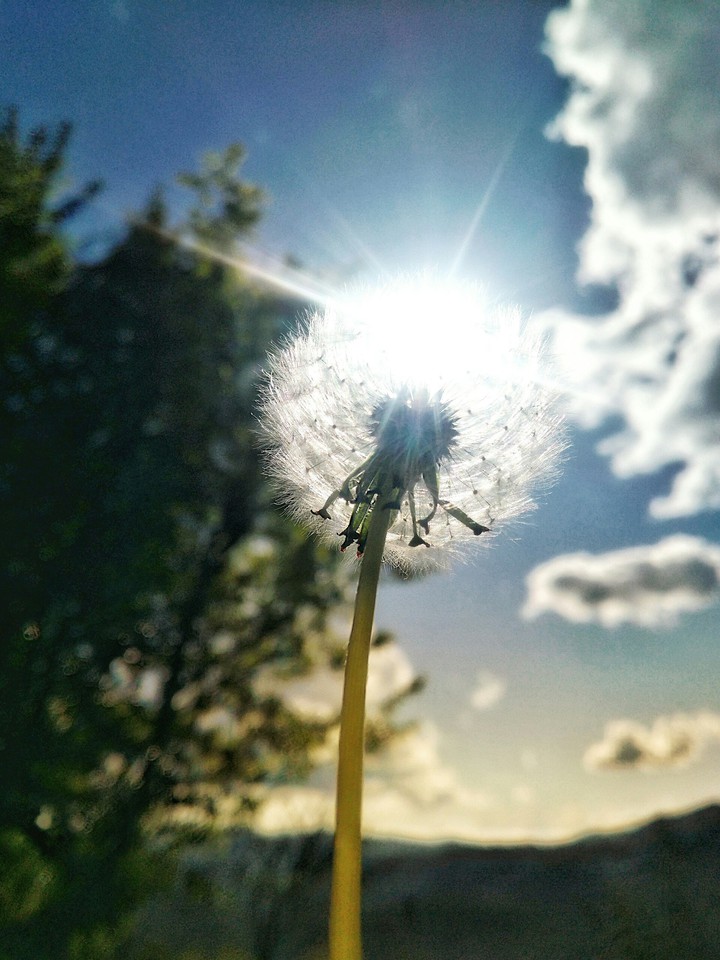 dandelion
