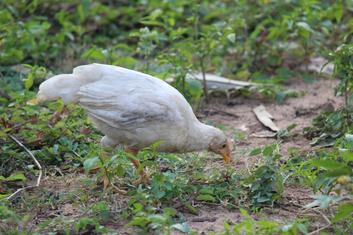 village