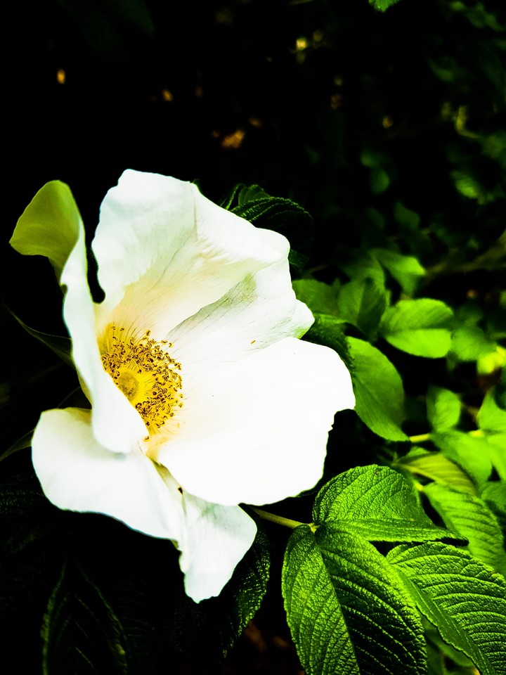 flower....