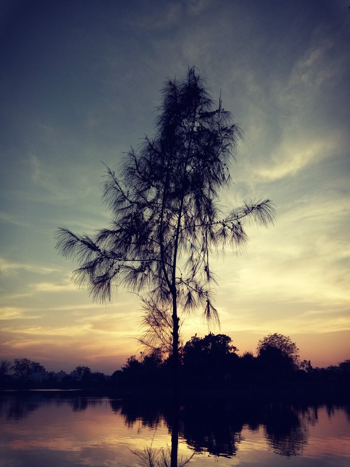 My Tree