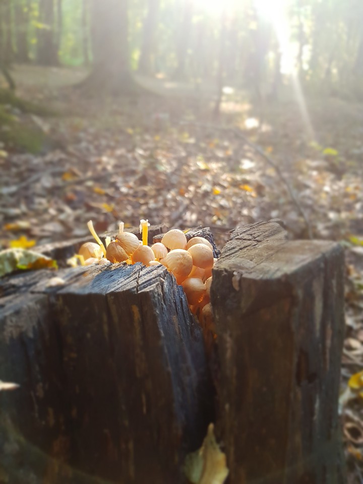 wood