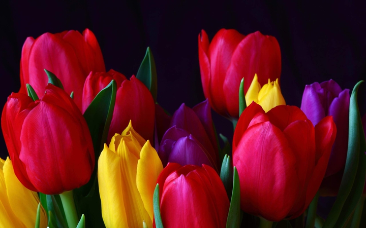 tulips