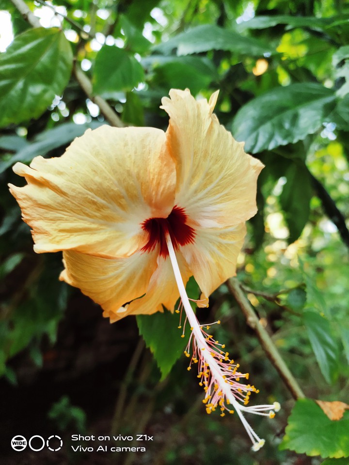 beautiful Hibiscus