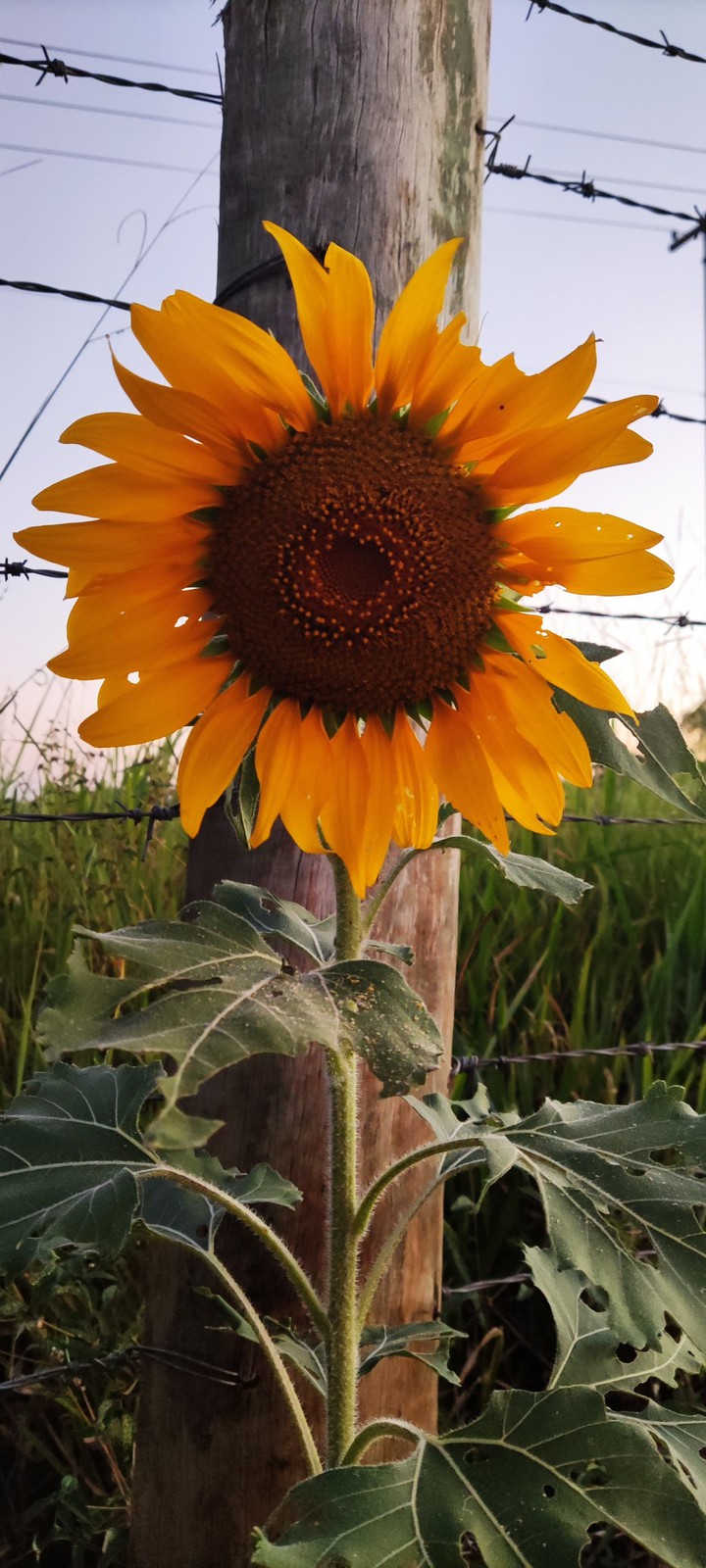 Florwer