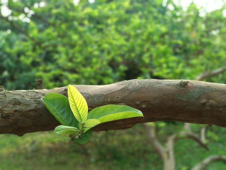 new leaves