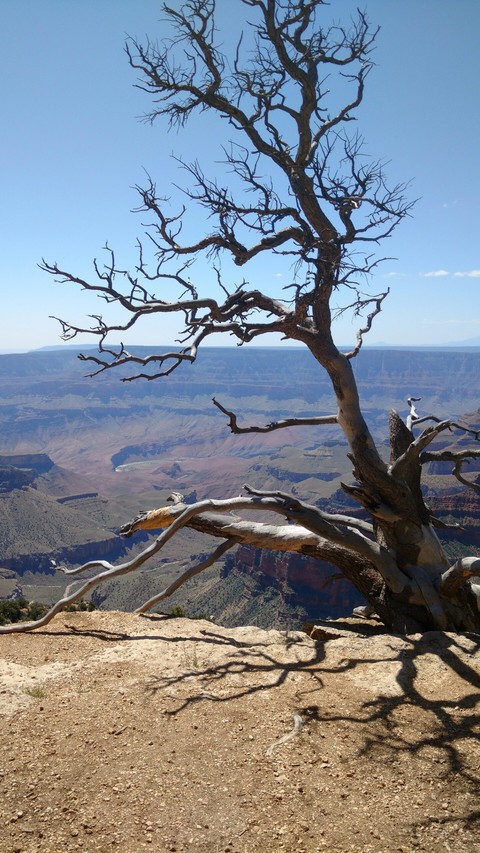 Canyon tree