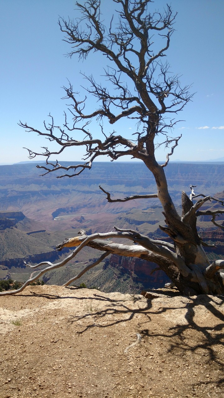 Canyon tree