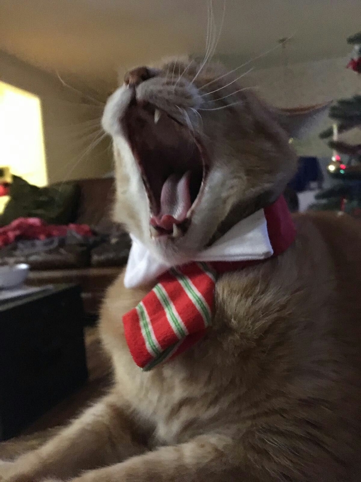 Yawn