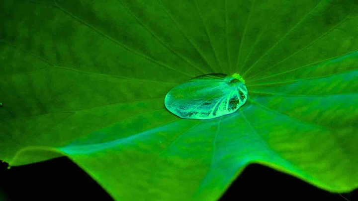 THE WATER LEAF