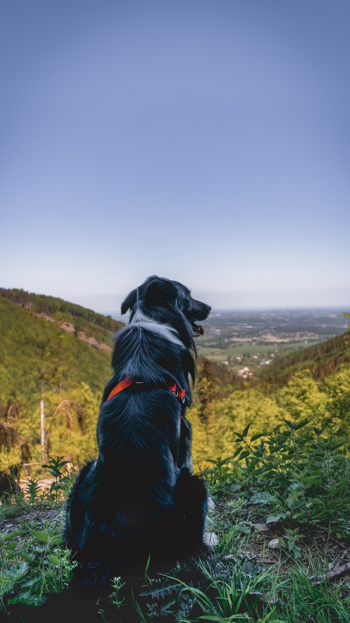A Dog