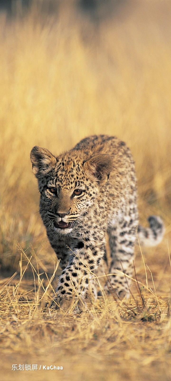 leopard king