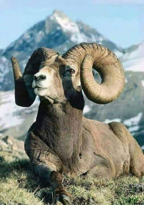 fonds d'écran goat-antelope, sheep