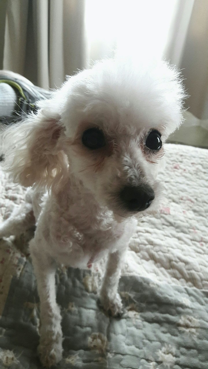 Dog