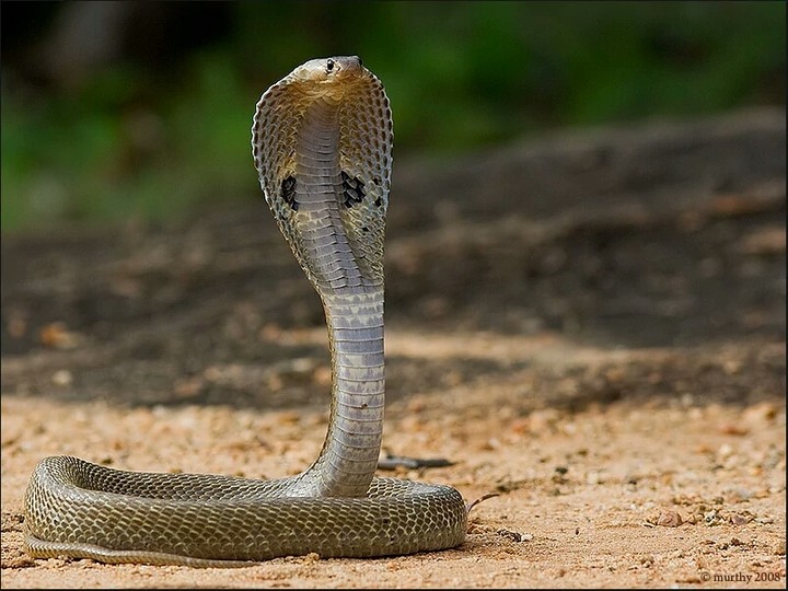 sneak11