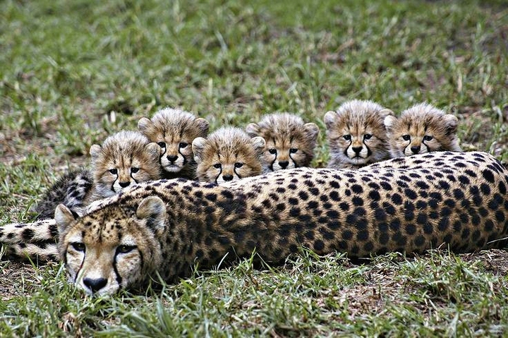 Cheetah and her cubs