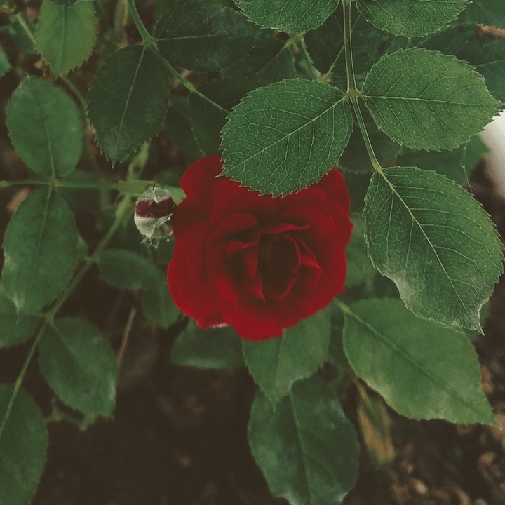 flower