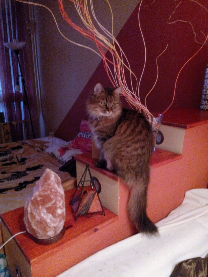 my cat Toby