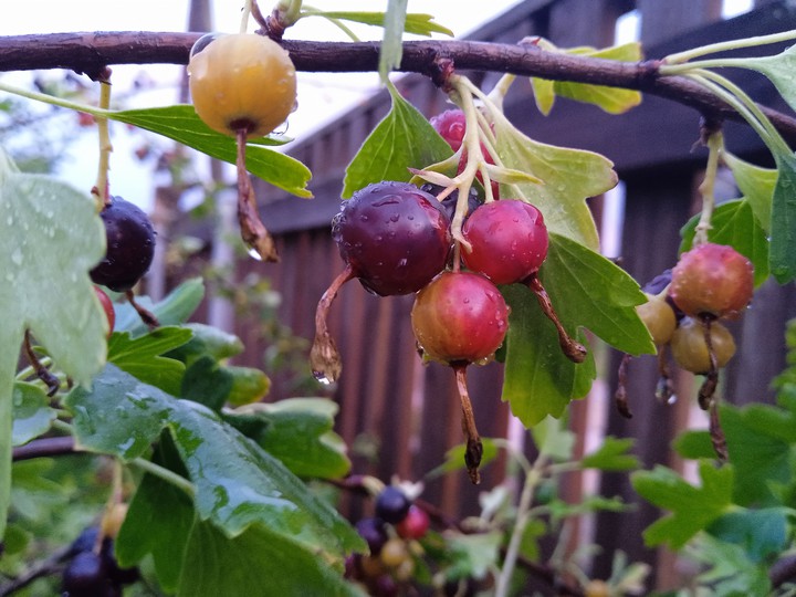 berries
