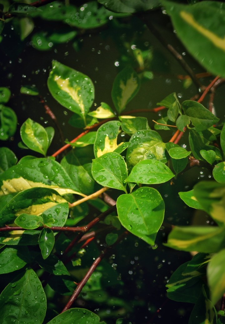 raindrops on leaves