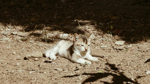 cute kitty!!!