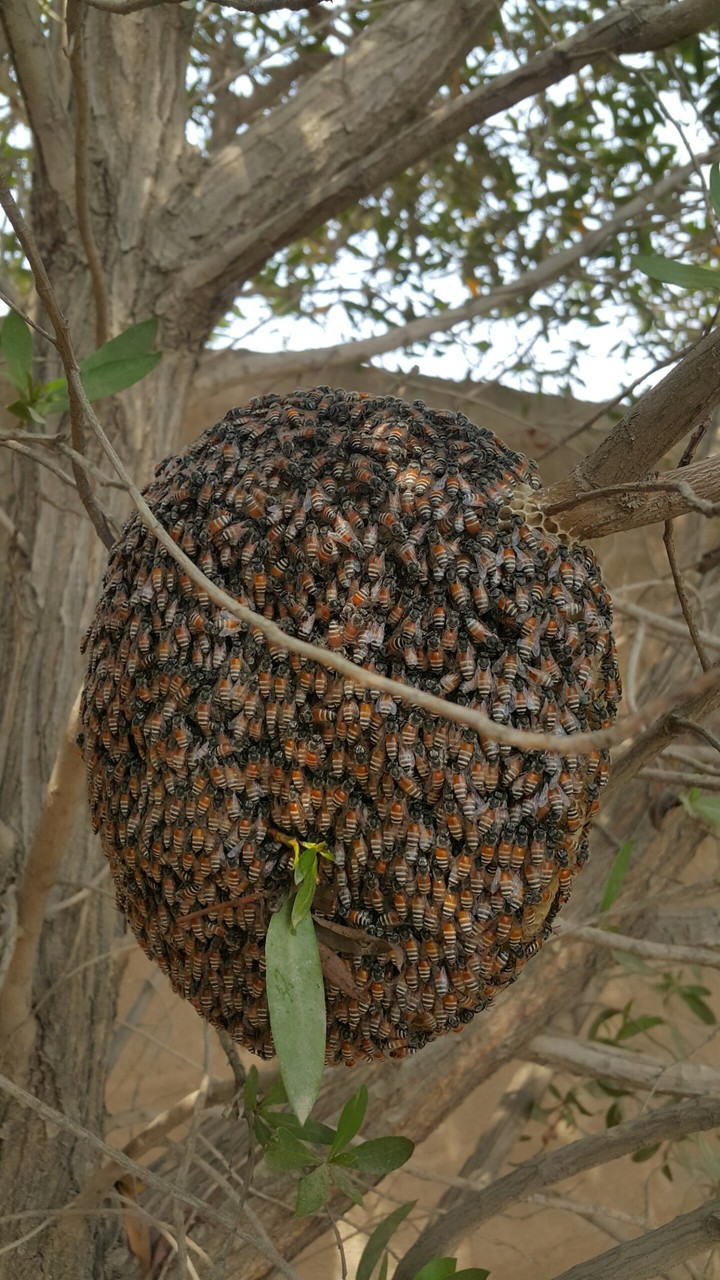 beehive