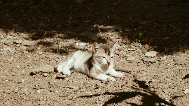 cute kitty!!!