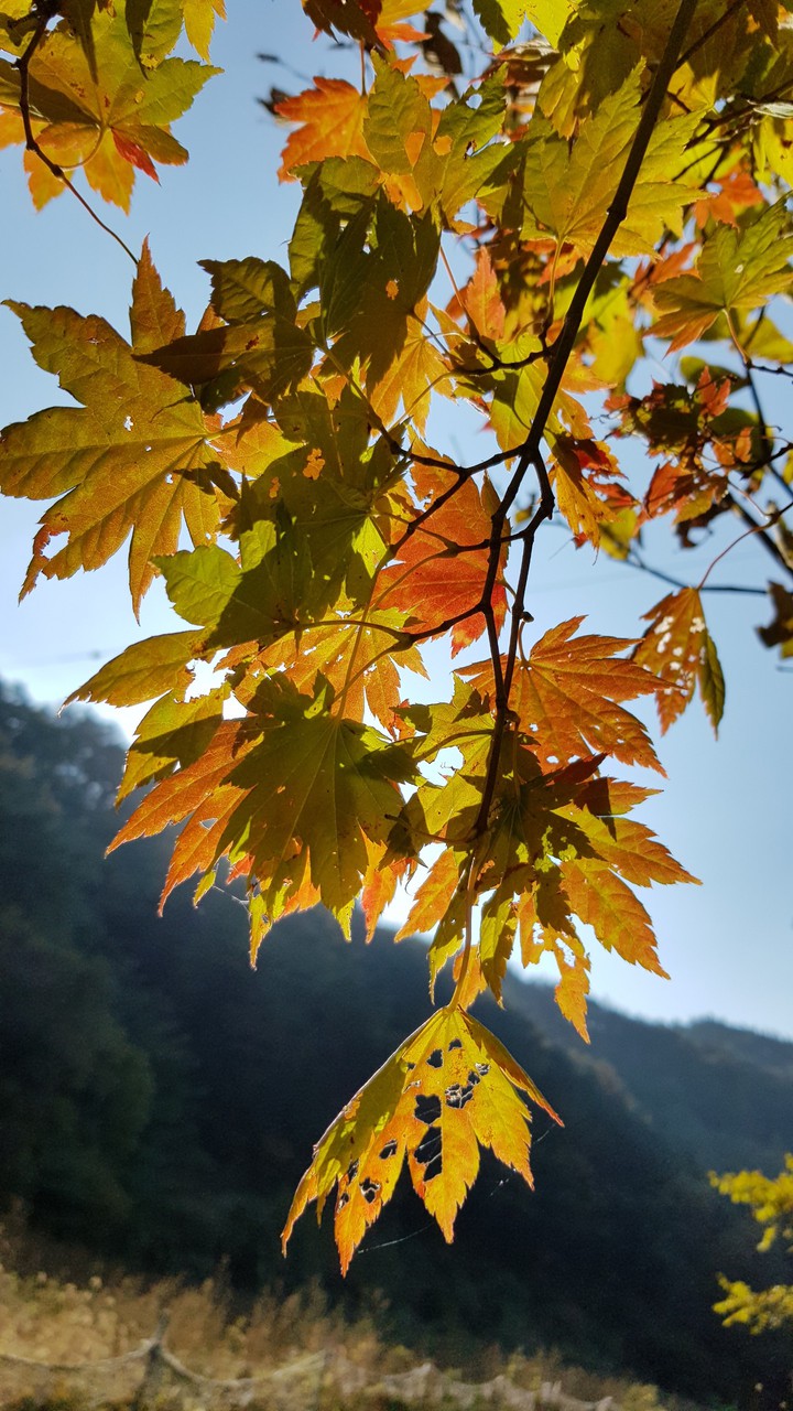 Maple