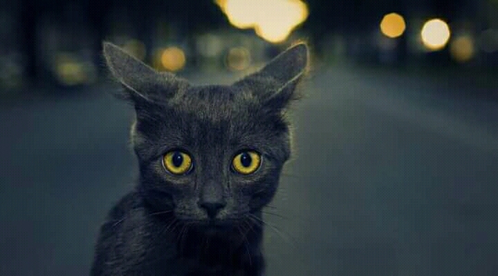 BlackCat