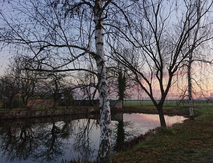 paysage et arbre