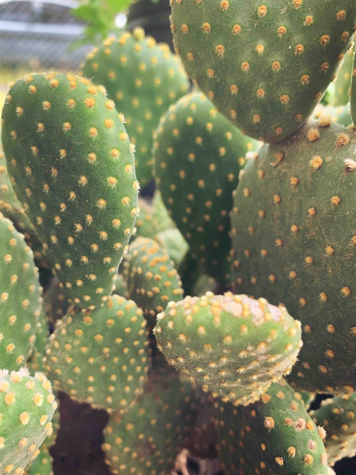 Cactus