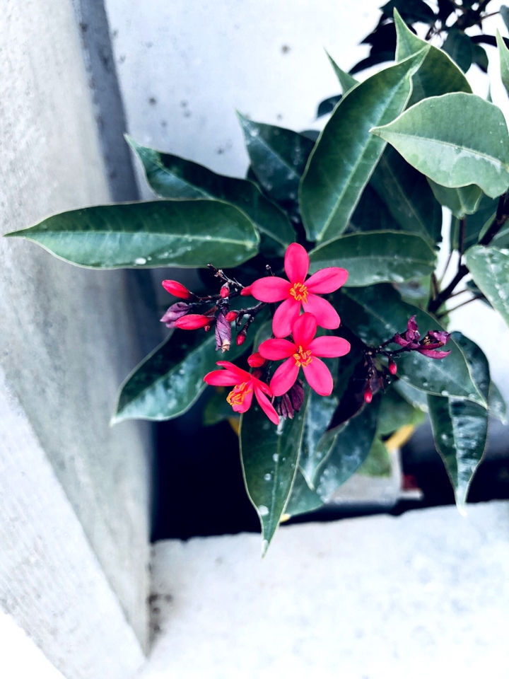 The flowery way... 