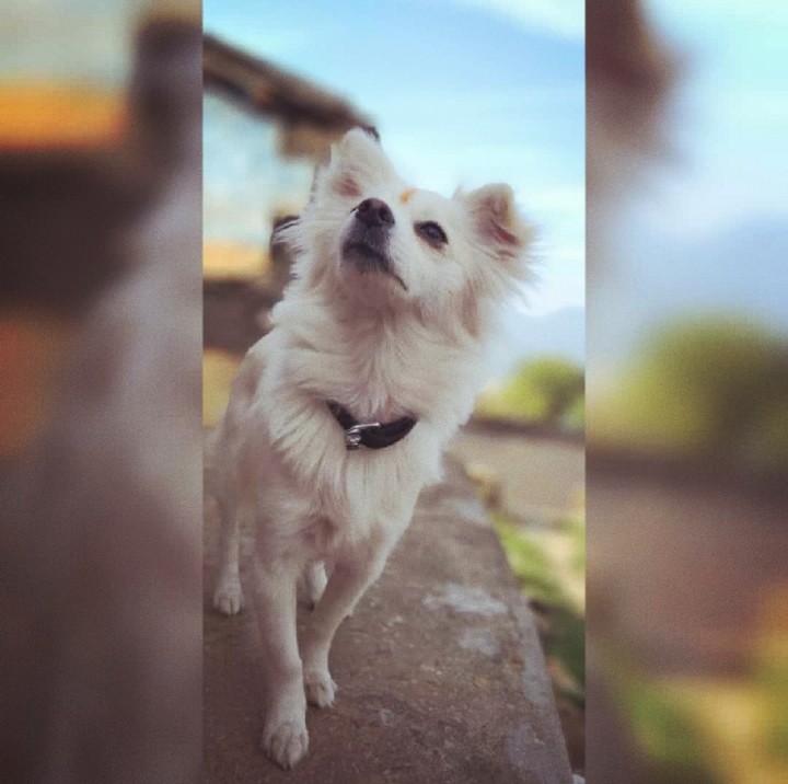 dogiee...