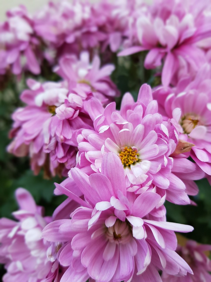 autumn flowers