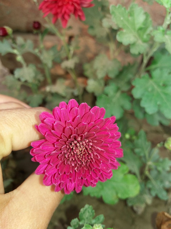 Flower