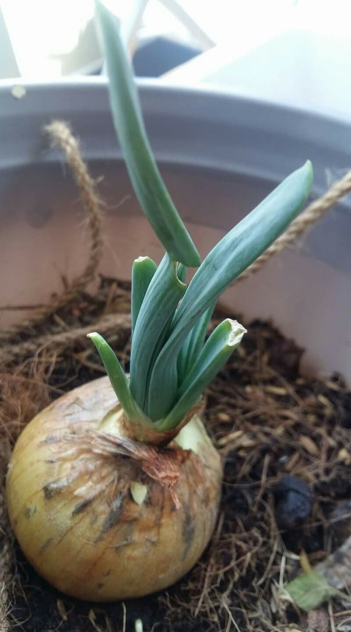 Onion