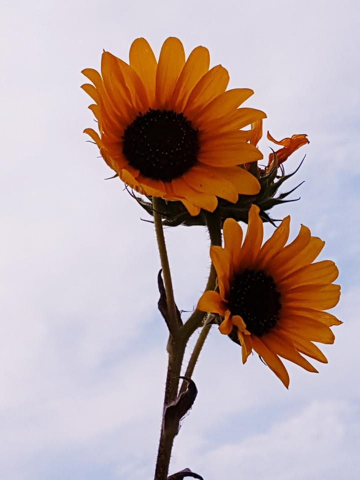 girasole