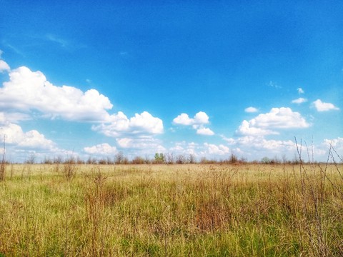 обои grass, Cumulus