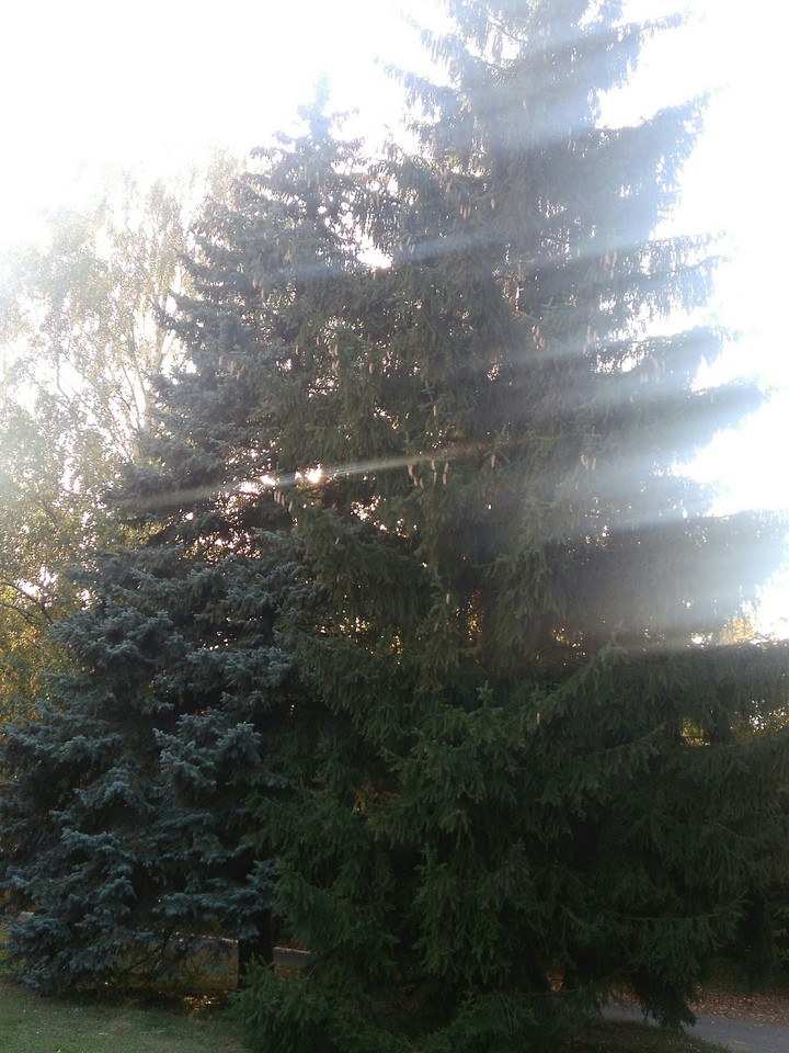trees