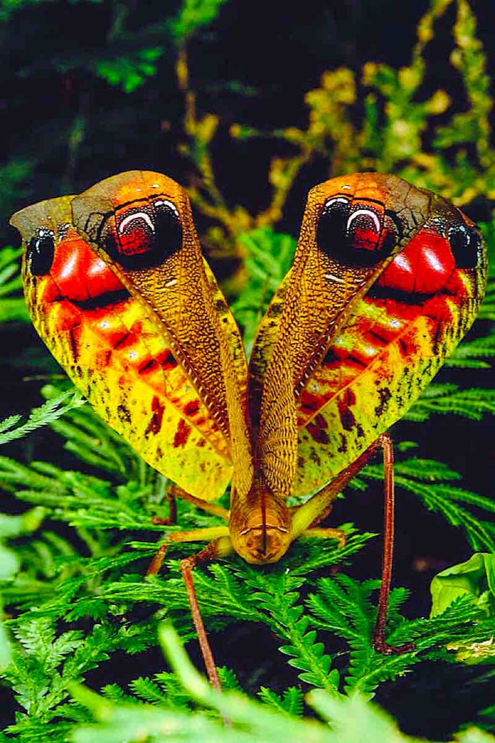 Pterochroza Ocellata