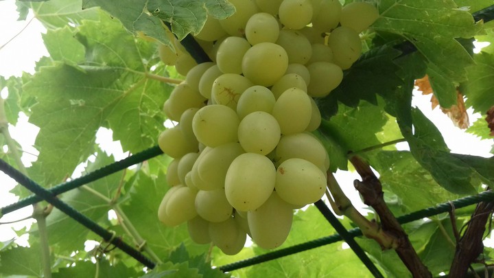 grape beautiful
