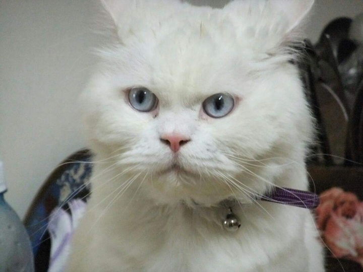 my lovely cat