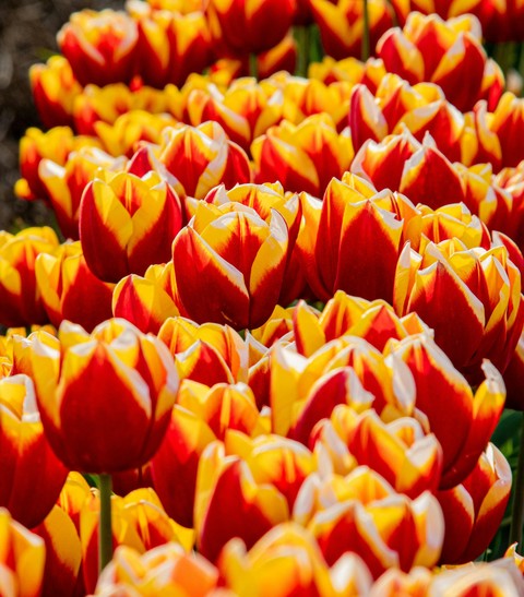 tulip, Yellow वॉलपेपर