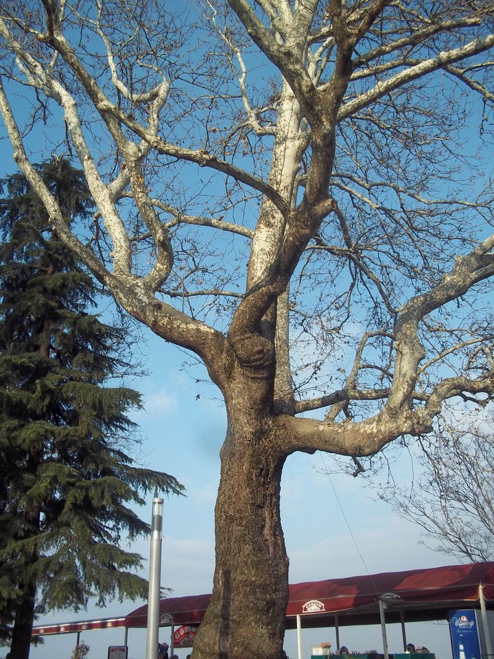 Tarihi çınar