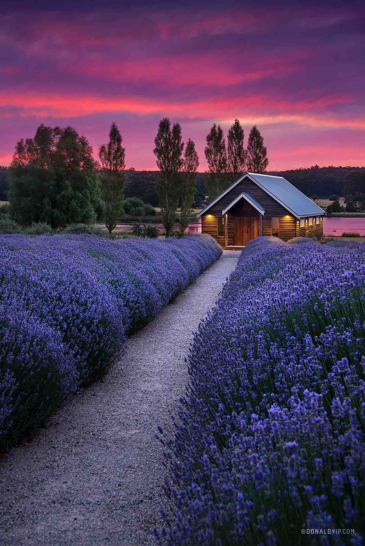 levander field, Australia