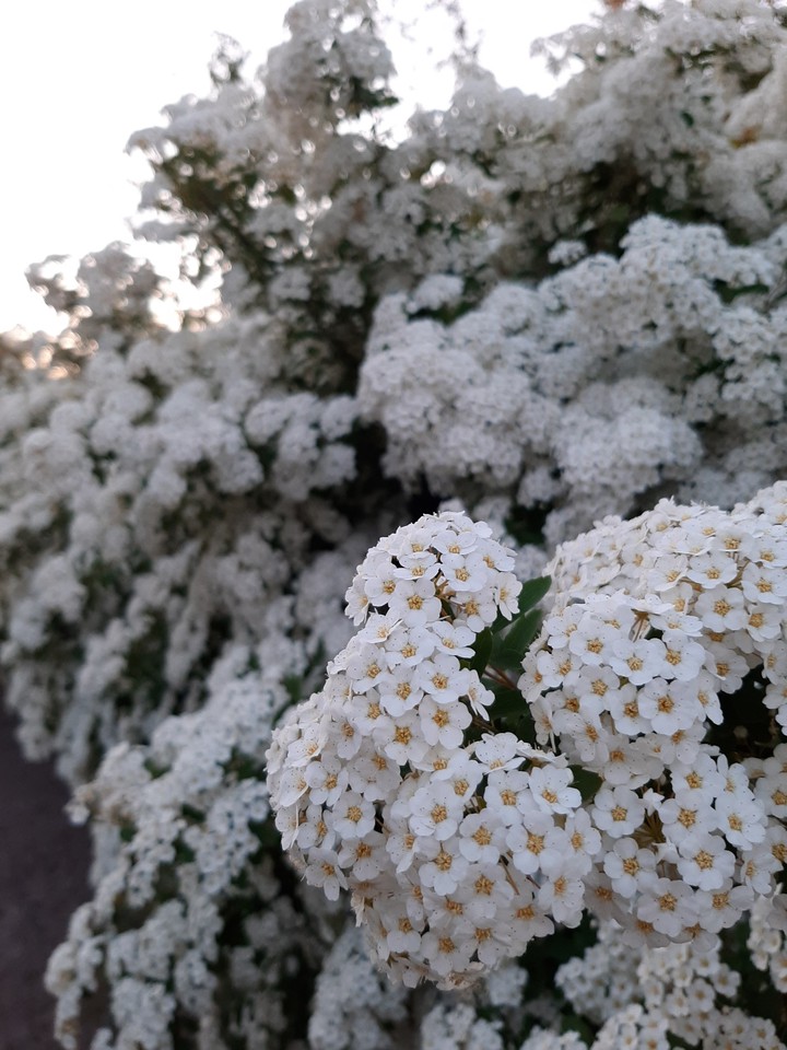 цветы