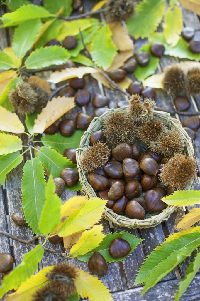 °•☆ CHESTNUTS